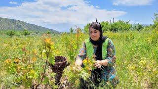 IRAN Mountain Pistachio  Picking white grape leaves and cooking dolmeh