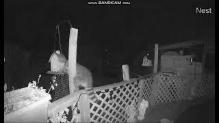 Racoon Back At Bird Feeder 340am nest camera