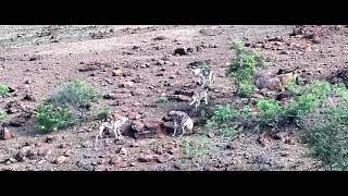 Wolves n Hyena Fighting