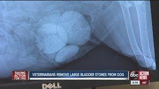 Dog has surgery for huge bladder stones