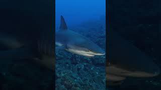 A close one galapagos shark