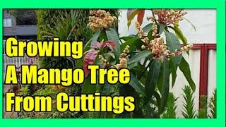 How To Grow Mango Tree From Cuttings  Mango Propagation