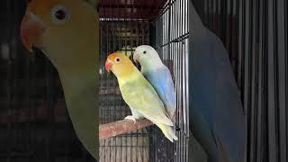 Mashallah Palefallow Opaline Beauty  #lovebirds #opline #parrot