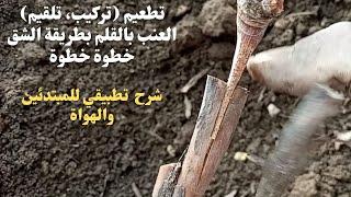 تطعيم تركيب، تلقيم العنب بالقلم بطريقة الشقGrafting installation feeding grapes by slit method