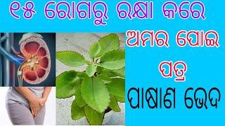 ଅମର ପୋଇ ପତ୍ରର ଔଷଧୀୟ ଗୁଣ  ପାଷାଣଭେଦ ଗଛ। Patharchatta plant benefits and Side effects