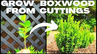 DIY Easy Boxwood Buxus Propagation  How To Grow Boxwood From Cuttings & Create Your Own Hedge