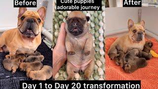 Part 1 - Our French Bulldog Puppy Gave Birth To 6 Puppies  Watch Their Adorable 20 Days Journey ️