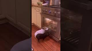 Heat-seeking friends dog and pig find comfort in front of operating oven