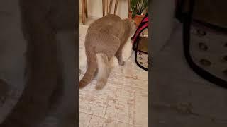 british shorthair kedi ciftleşmesi ve kavga