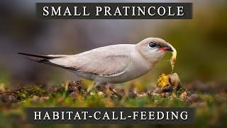 Small Pratincole  Call - Food - Habitat