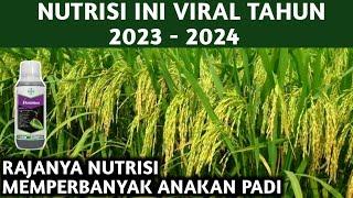 NUTRISI UNTUK MEMPERBANYAK ANAKAN PADI YANG SEDANG VIRAL TAHUN 2023 - 2024