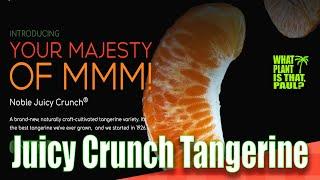 Juicy Crunch Tangerine TASTE and REVIEW  Has the highest brix level of any full-size tangerine