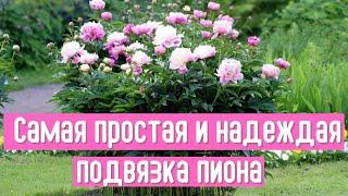 Опоры больше не нужны. Покажу как быстро и крепко подвязать пион