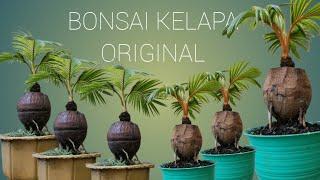 Bonsai Kelapa original