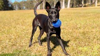 Early Mornings  Abra Chat  Malinois Dutch Shepherd