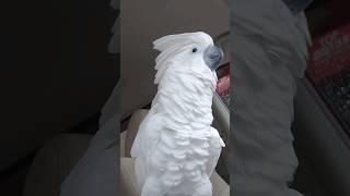 Silly Cockatoo Barks In The Car #shorts