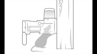 Ever wondered how the Goodnature A24 Trap works?