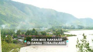 Ikan Mas Raksasa Di Danau Toba Itu Ada  ON THE SPOT 030621