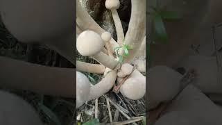 Panen jamur langka#Aman gk dimakan#Jamur beracun??#short#viral