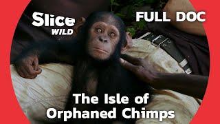 Returning to the Wild the Story of Cannelle the Chimp  SLICE WILD  FULL DOCUMENTARY
