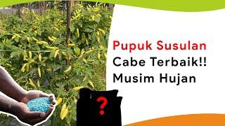 8 Pupuk Susulan Awal Generatif Sampai Akhir Panen Musim Hujan