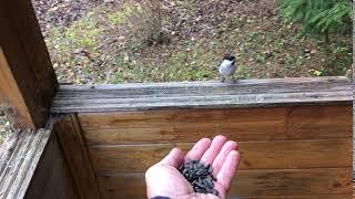 Irresistible sunflower seeds