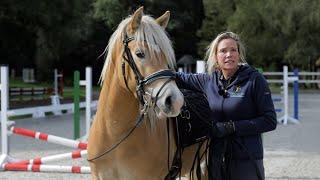 Haflinger überzeugen ist nicht so einfach - So lernt der hübsche Blonde