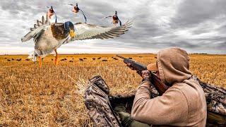 BANDED MALLARD SOLO DUCK HUNT IN CANADA Limited Out