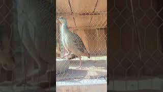 badal mahar  dhakni tetar  grey francolins #birdslover #francolinus #blackfrancolin #birdsounds