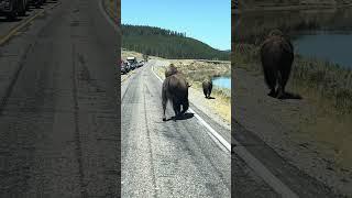 Beautiful Bison Butts Or A Huge Brown Stop Sign In The Middle Of The Street? #wildlife #yellowstone