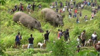 MONSTER PENGHUNI BUKIT TERATAI AKHIRNYA KELUAR AMAZING WILD BOAR HUNTING