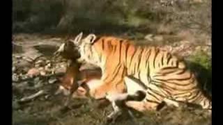 Tiger does a throat bite on Antelope  blesbuck