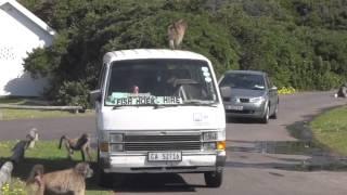 Attack of the Baboons