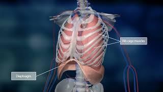 Science of Us  The Lungs and the Pulmonary Circuit  Bayer