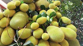 Jackfruit Agriculture - Jackfruit Farming - Cultivation of Jackfruit - Production of Jackfruit
