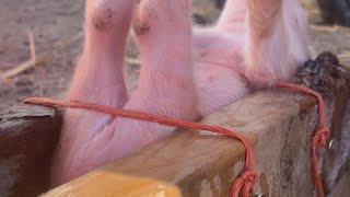 How to Castrate Piglets by Yourself Using a Homemade Jig