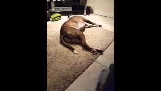 Dreaming dog Barking while sleeping #pitbull