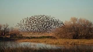 Yellow headed Blackbirds flocking Whitewater Draw Wildlife Area Arizona December 25 2022