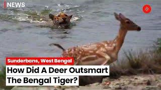 West Bengal Bengal Tiger Chases A Deer At Sundarbans What Happened Next?