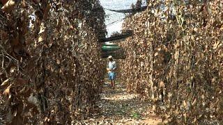 World-famous Cambodian pepper under threat