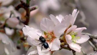 Why You Should Take the Honey Bee Shortage Seriously