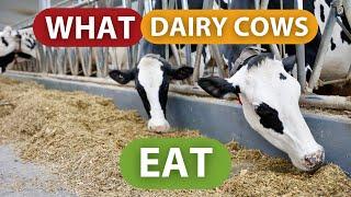 WHAT DAIRY COWS EAT