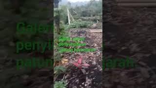 galeri  penyimpanan patung bersejarah #video shorts#