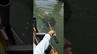 Double Digit Sheepshead caught on a Sand Flea