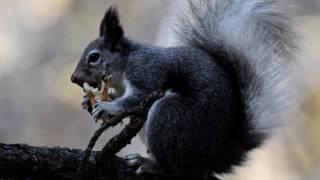 squirrel sound effect - sound of squirrel barking