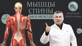 Мышцы спины  Back muscles