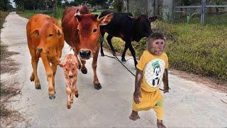 Best moments cow Best funny CUTIS & Cows