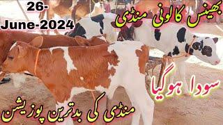 Sirf 20 Hazar me for 2025 Bhains Colony Mandi  Cow Baby Calf Price in Pakistan cow mandi 2025