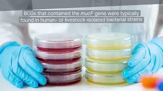 Human-associated bacteria have a unique mechanism to synthesize 3-acetylated tetramates