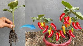 How to Grafting Chili Using Aloe Vera Gets A lot Of Fruit  Grafting Chili at home